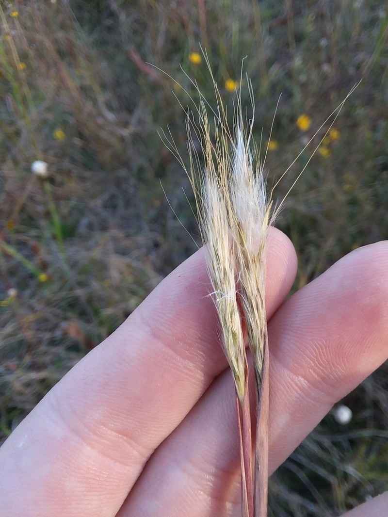 Mohr's Bluestem photo 8