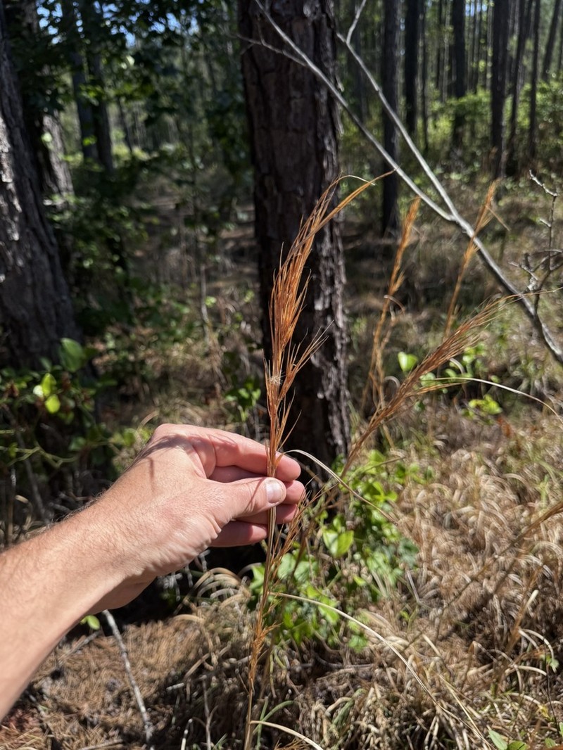 Anatherum perangustatum photo 3