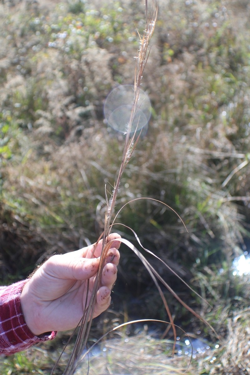 Anatherum perangustatum photo 4