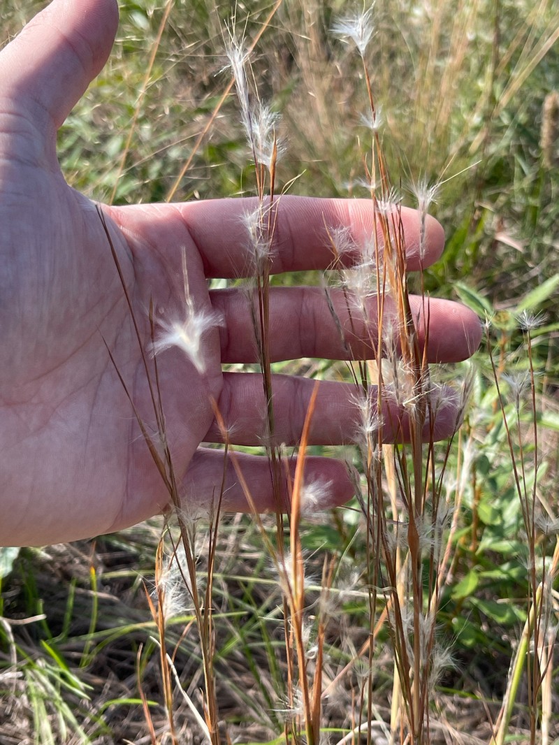 Anatherum perangustatum photo 5