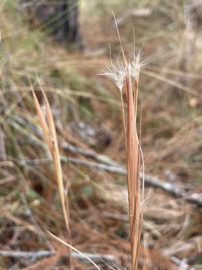 Anatherum perangustatum photo 6