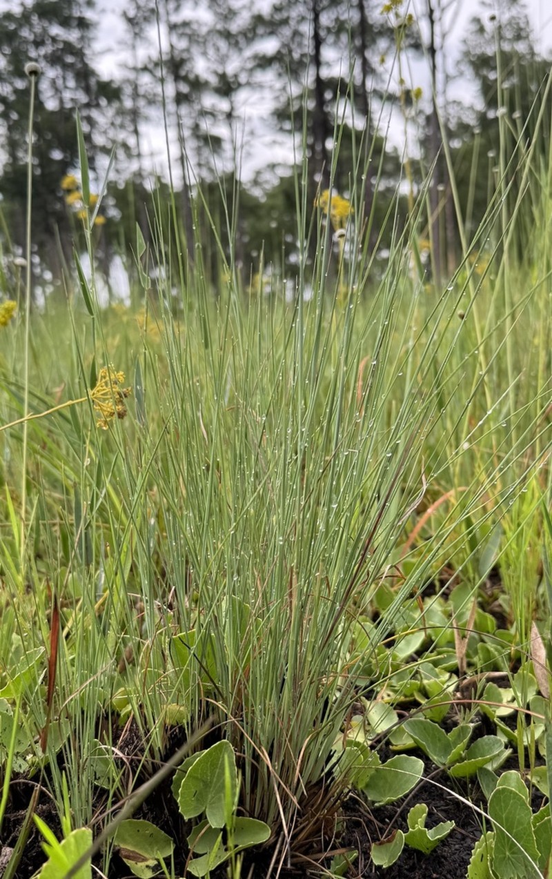 Anatherum perangustatum photo 7
