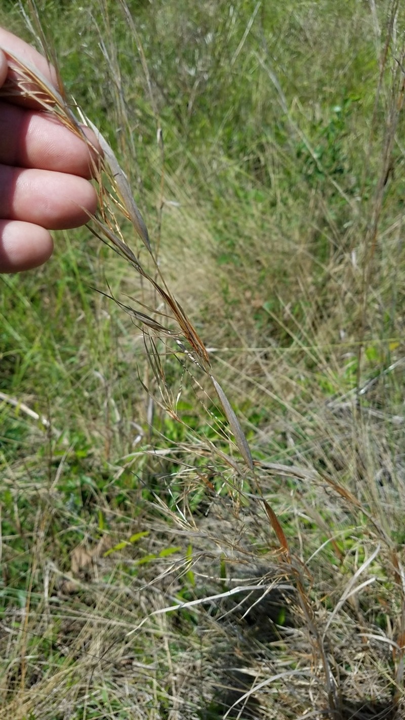 Anatherum perangustatum photo 8