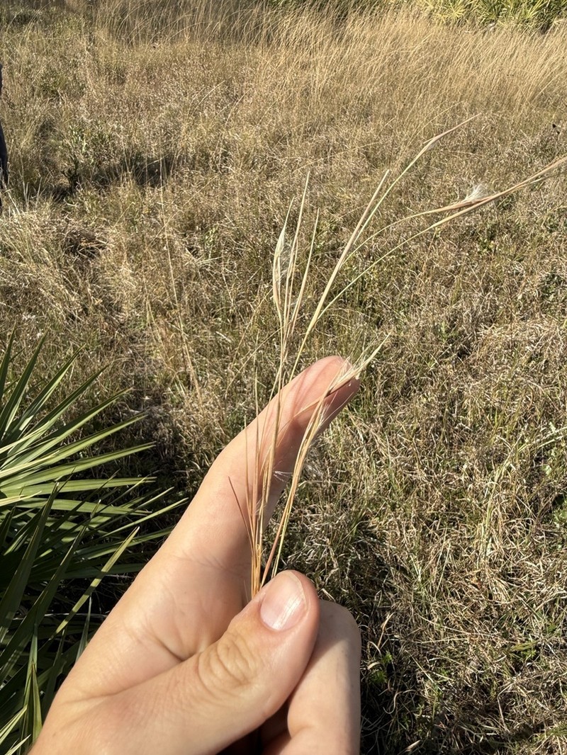 Anatherum perangustatum
