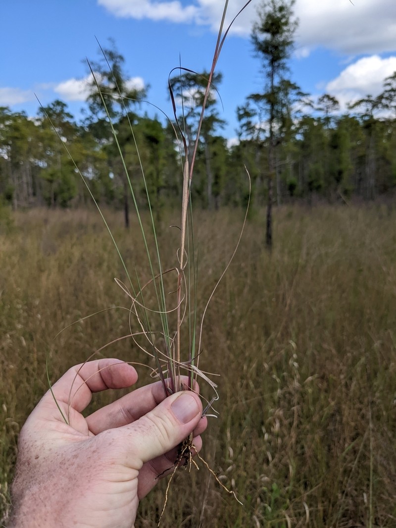 Anatherum perangustatum photo 2