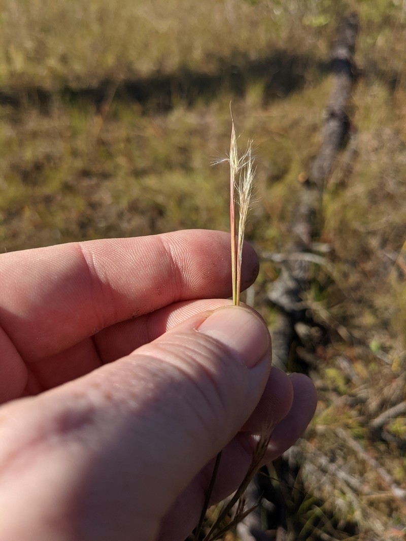 Anatherum perangustatum photo 3