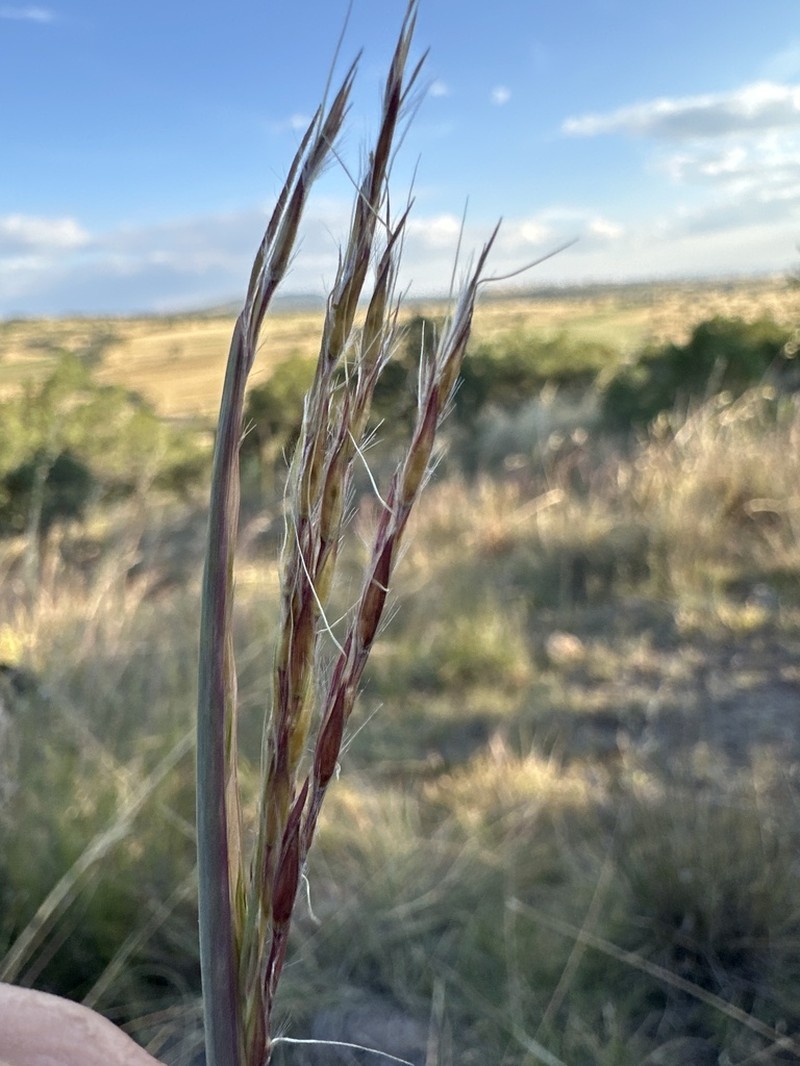 Anatherum pringlei