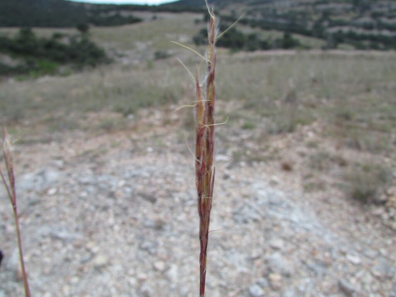 Anatherum pringlei photo 2