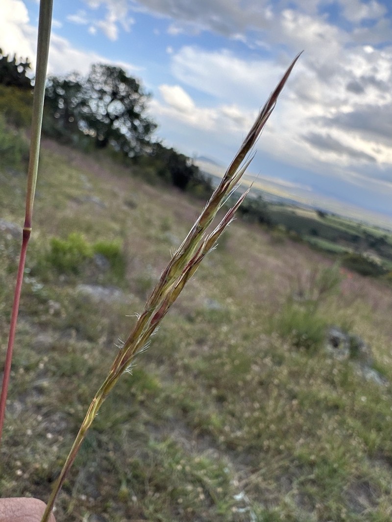 Anatherum pringlei photo 3
