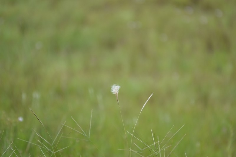 Anatherum selloanum