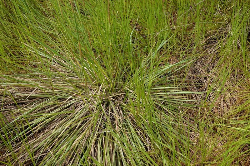 Anatherum selloanum photo 2