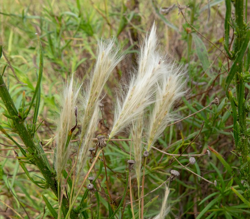 Anatherum selloanum photo 3