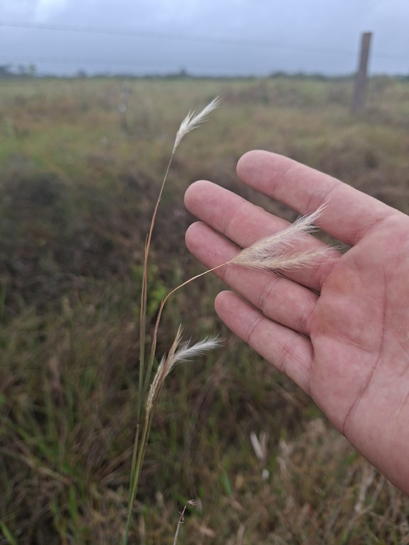 Anatherum selloanum photo 4