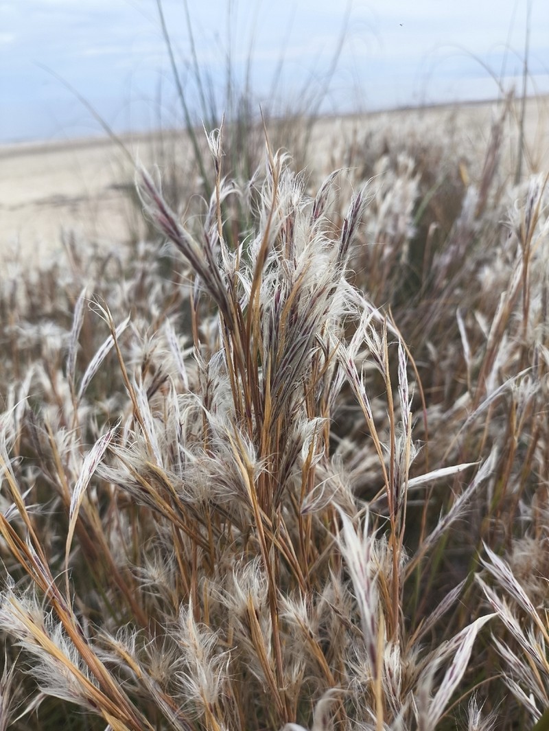 Anatherum selloanum photo 5