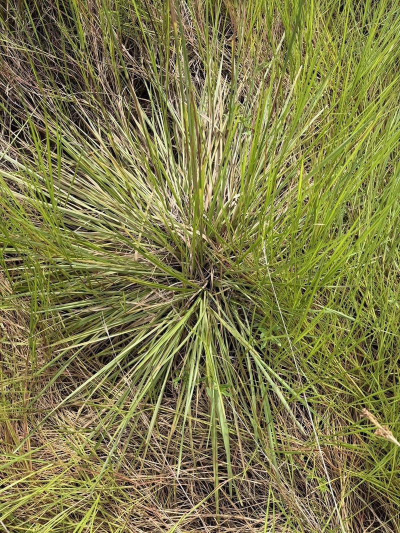 Anatherum selloanum photo 6