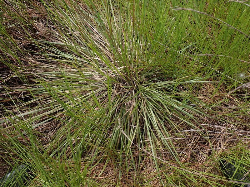 Anatherum selloanum photo 7