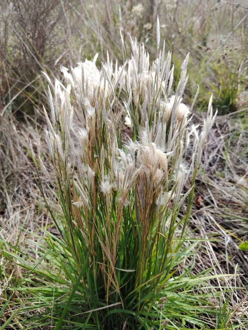 Anatherum selloanum photo 8