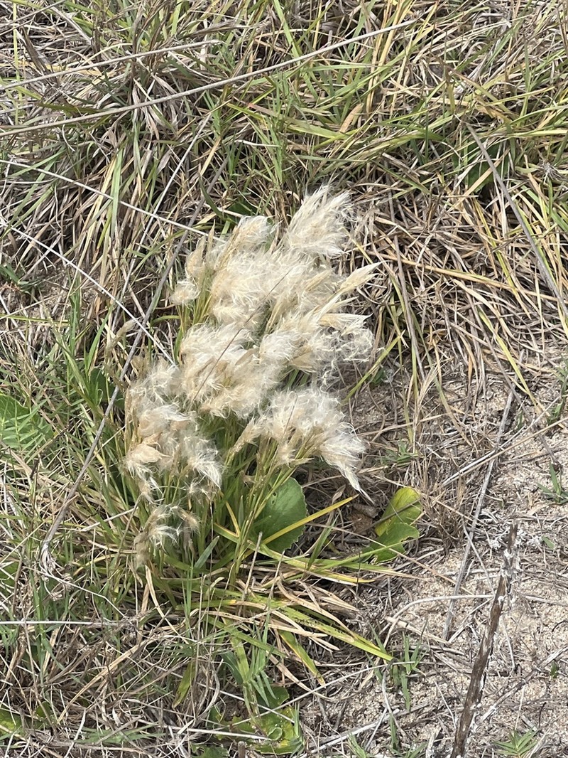 Anatherum selloanum photo 2
