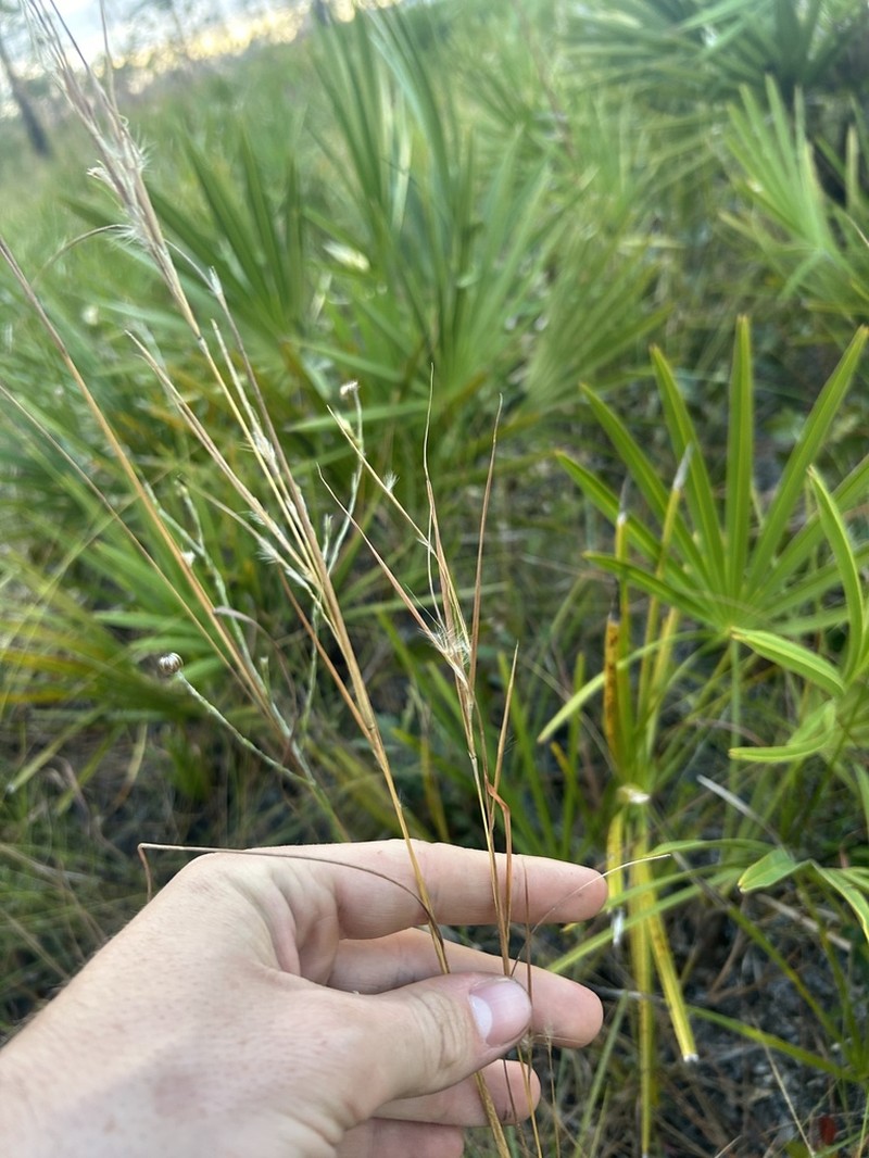 Anatherum subtile photo 3