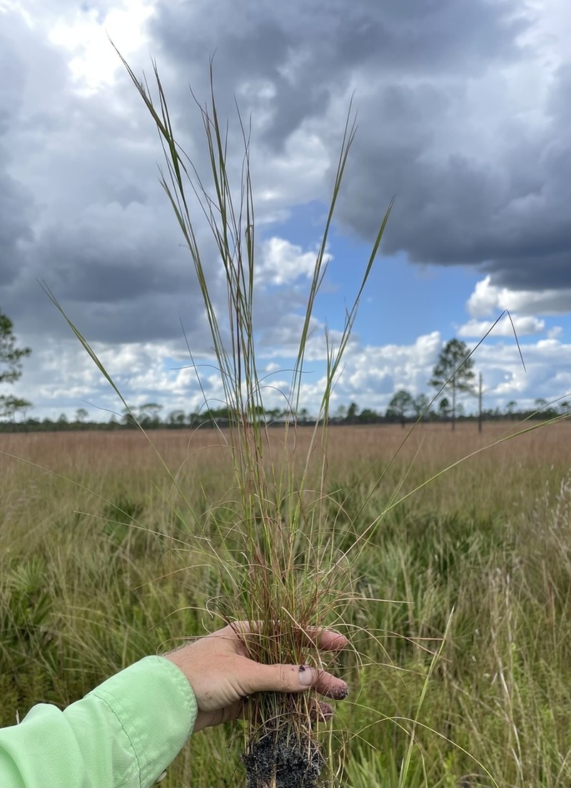 Anatherum subtile photo 4