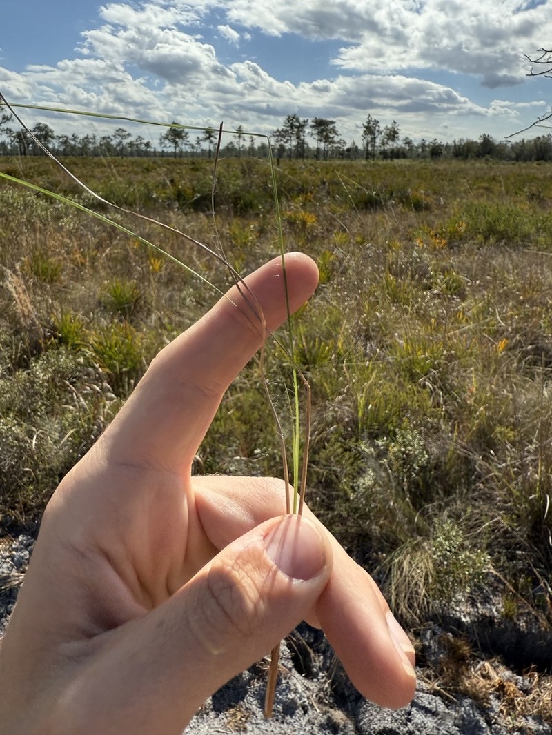 Anatherum subtile photo 5