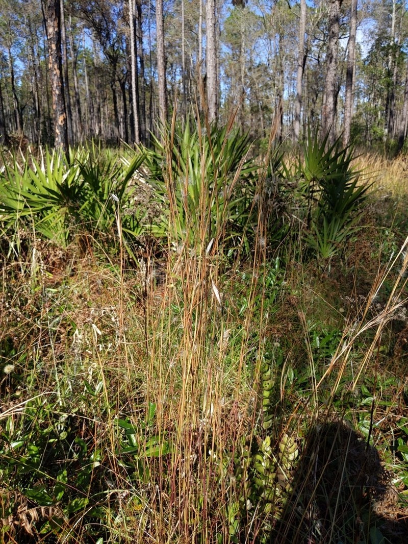 Anatherum subtile photo 6