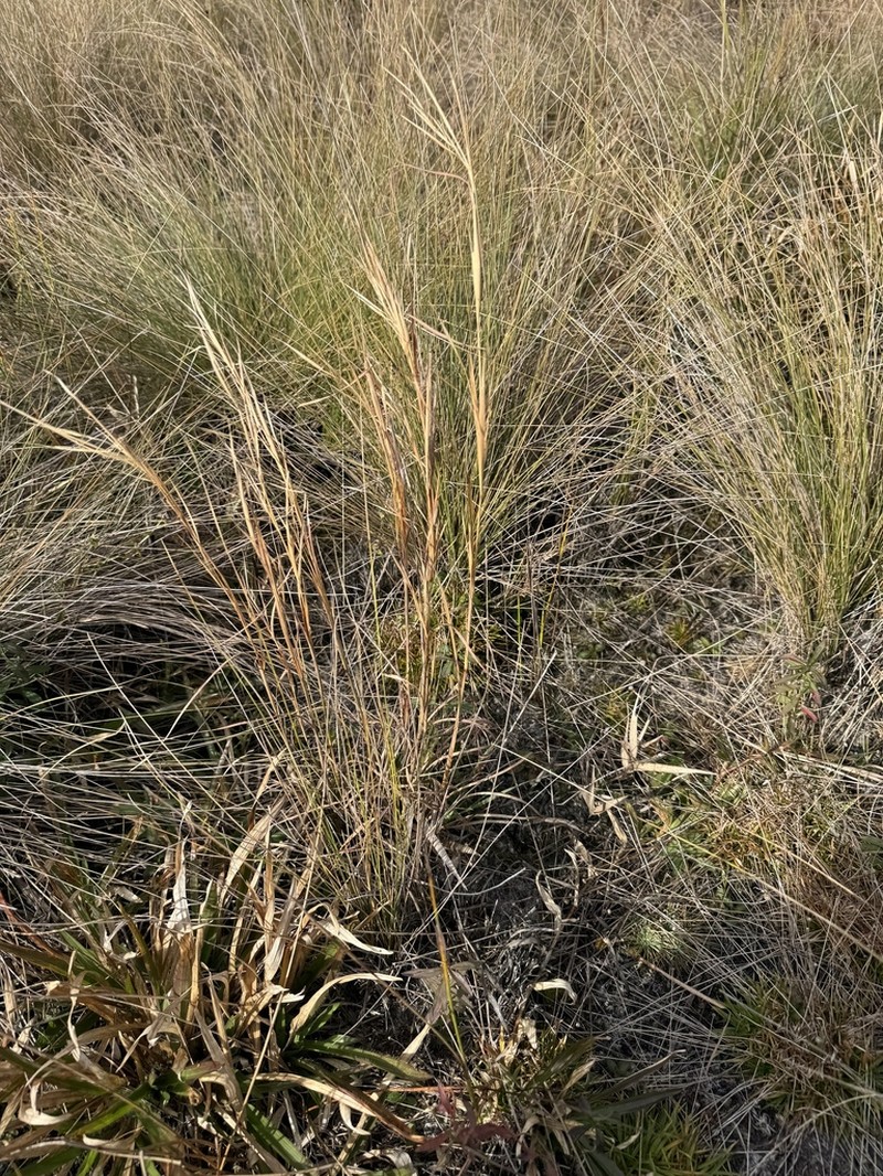 Anatherum subtile photo 7