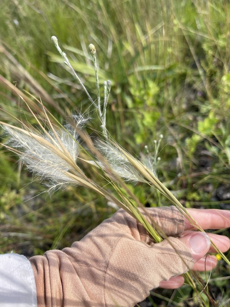 Anatherum subtile photo 8