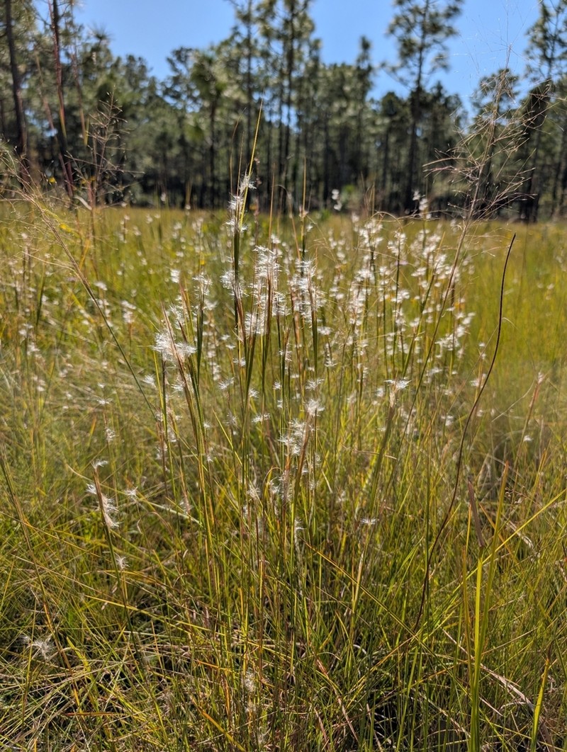 Anatherum subtile