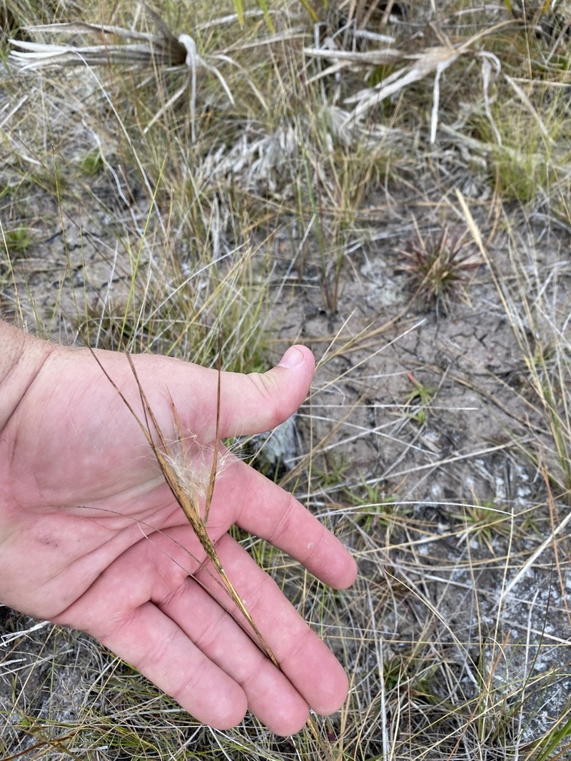 Anatherum subtile photo 2