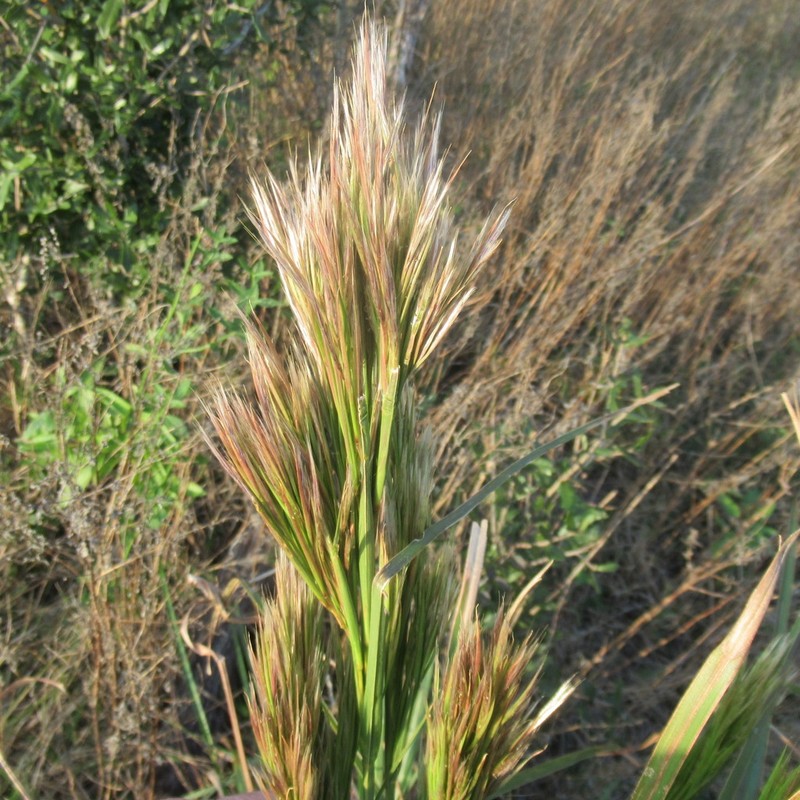 Anatherum tenuispatheum photo 3