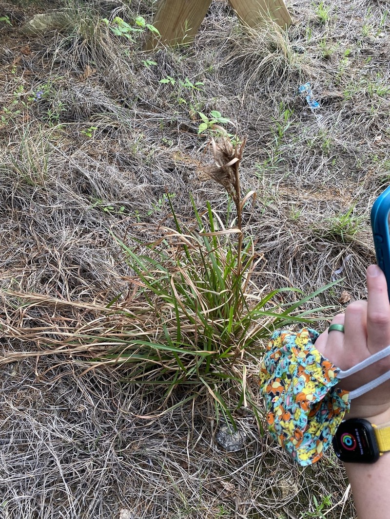 Anatherum tenuispatheum photo 5