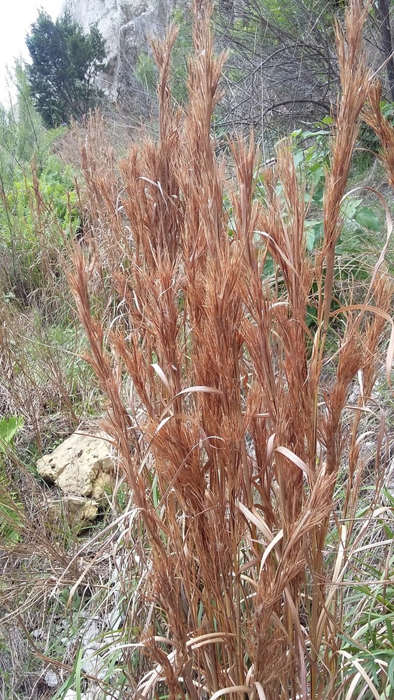 Anatherum tenuispatheum photo 6