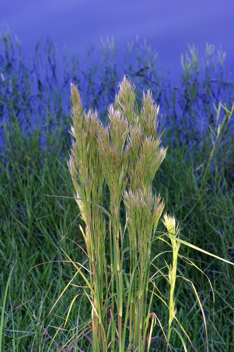 Anatherum tenuispatheum photo 7