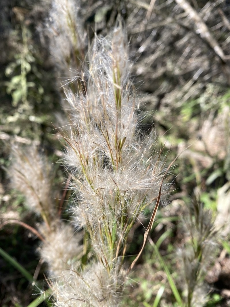 Anatherum tenuispatheum photo 8