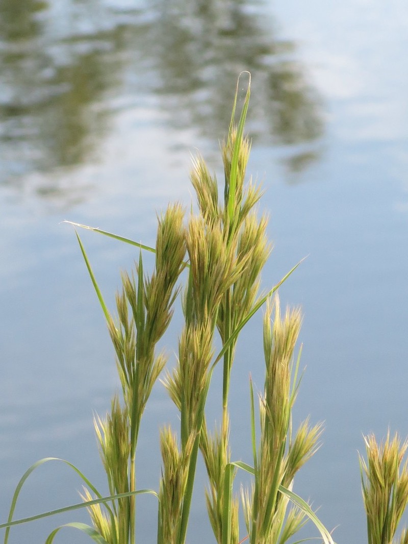 Anatherum tenuispatheum