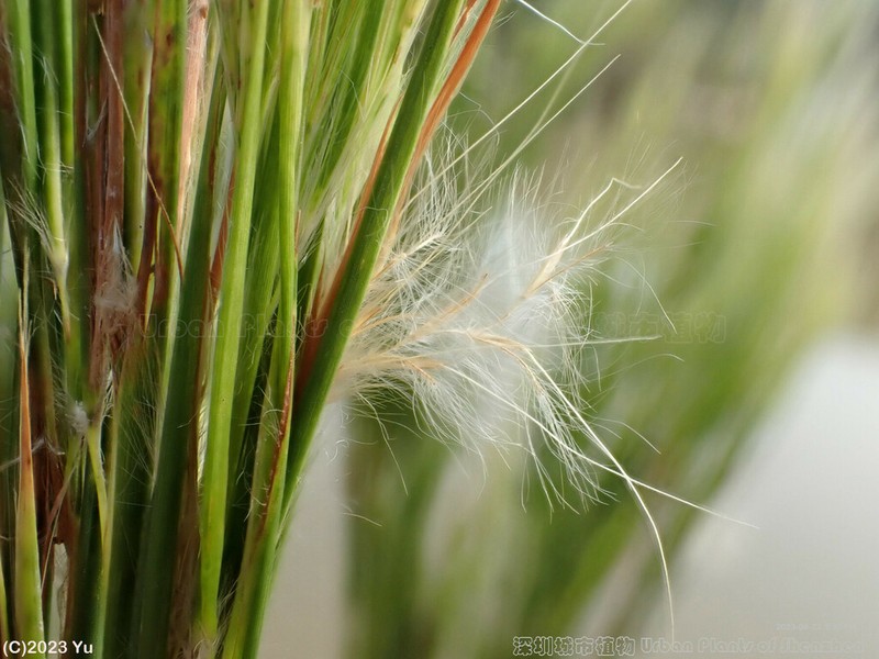 Anatherum tenuispatheum photo 2