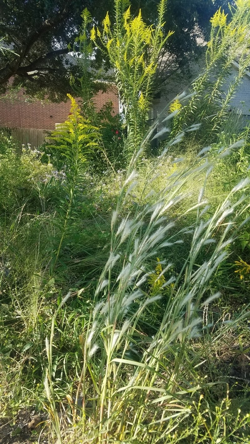 Splitbeard Bluestem