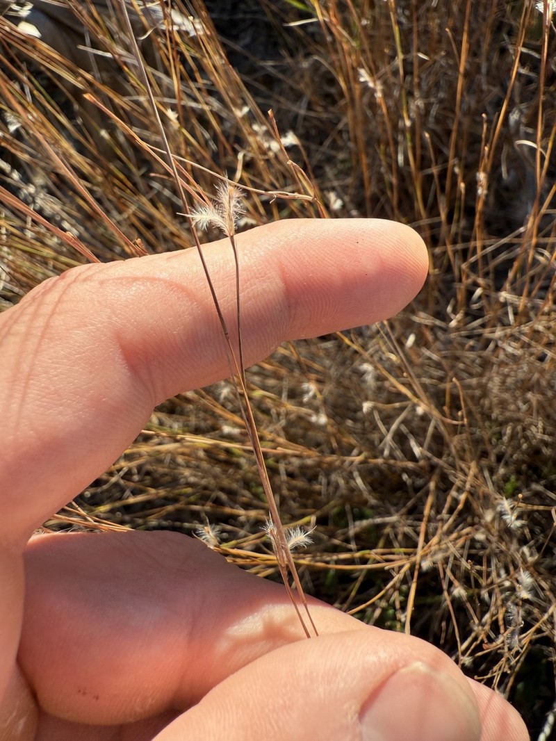 Tracy's Bluestem