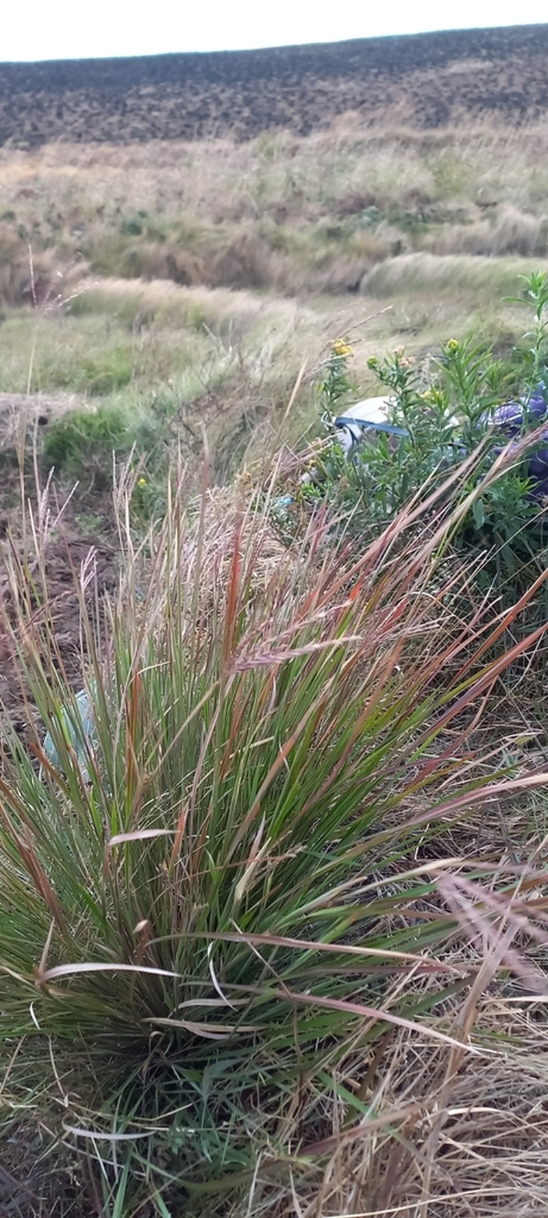 Anatherum trichozygum