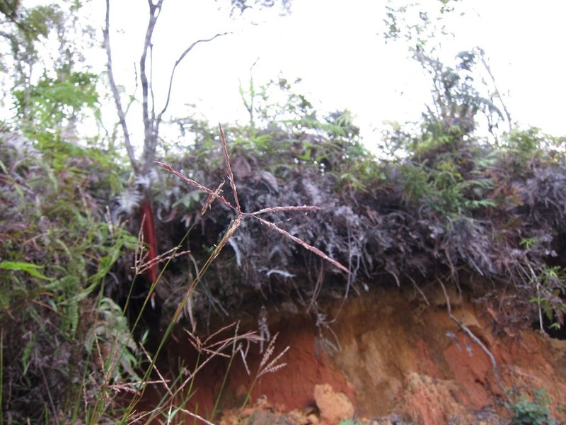 Anatherum trichozygum photo 2