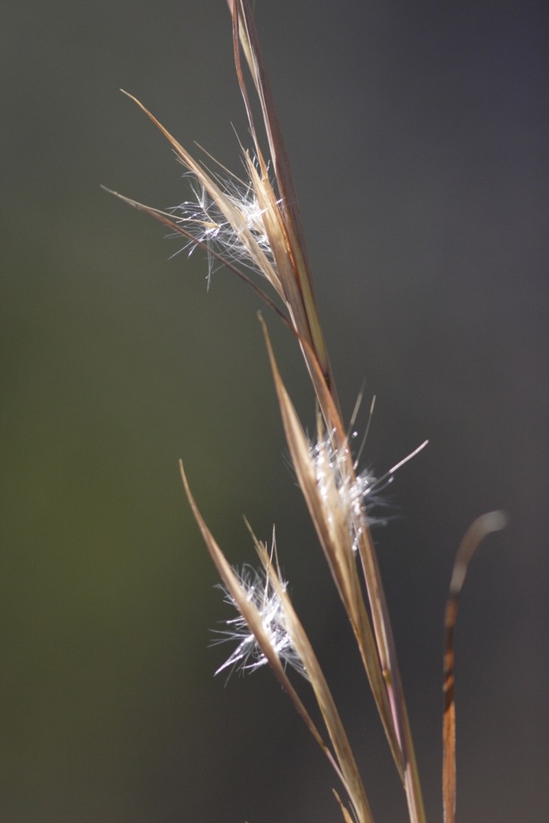 Broomsedge Bluestem