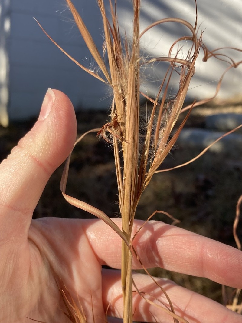 Broomsedge Bluestem photo 2