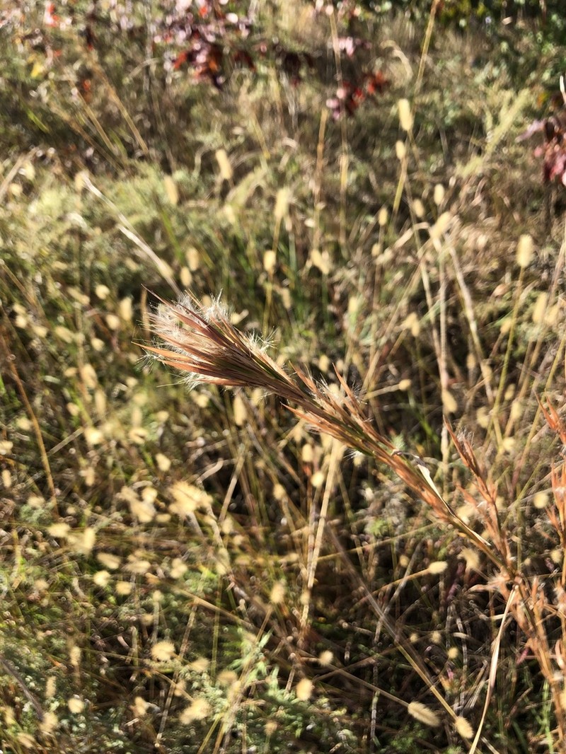 Broomsedge Bluestem photo 3