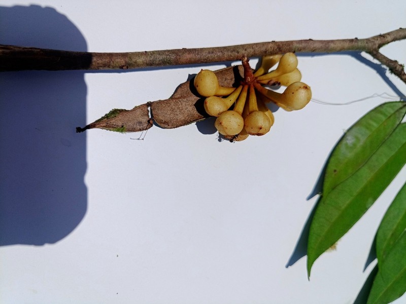 Anaxagorea acuminata