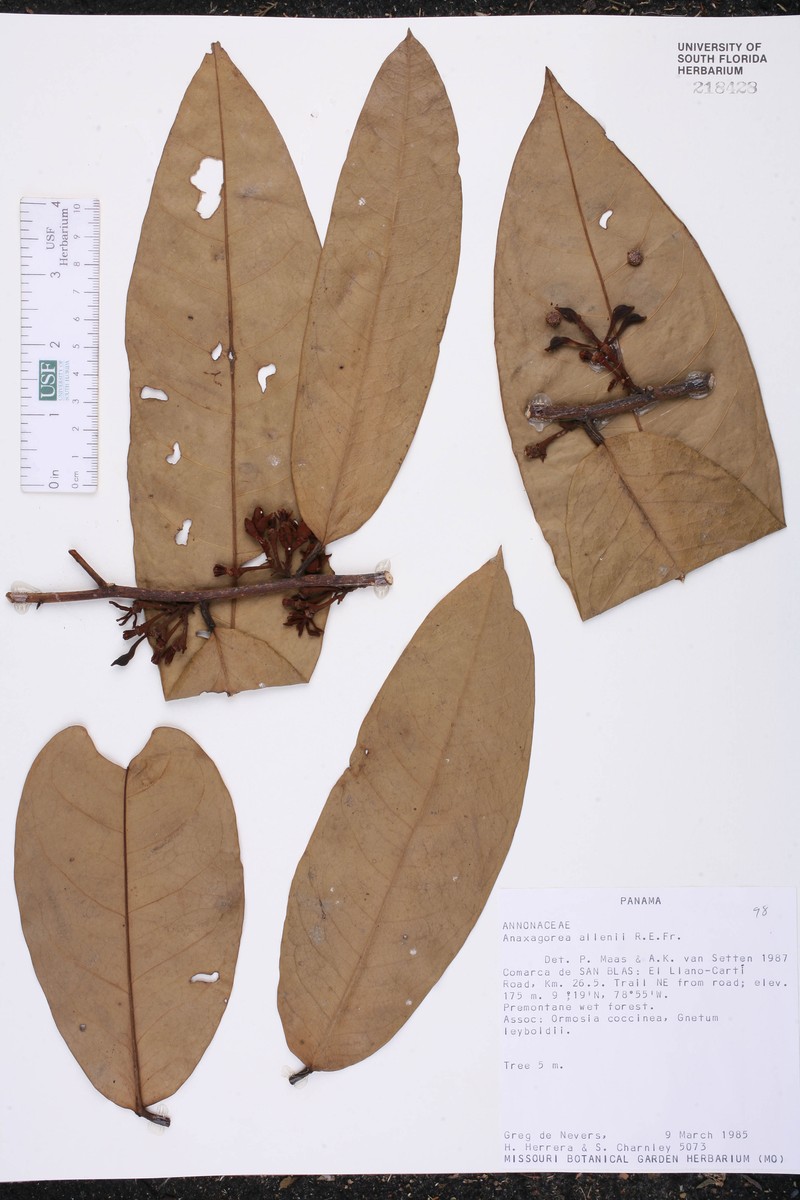 Anaxagorea allenii