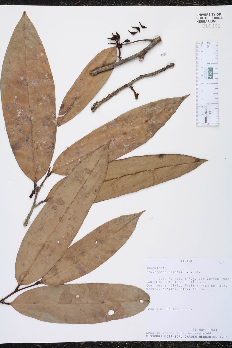 Anaxagorea allenii photo 2