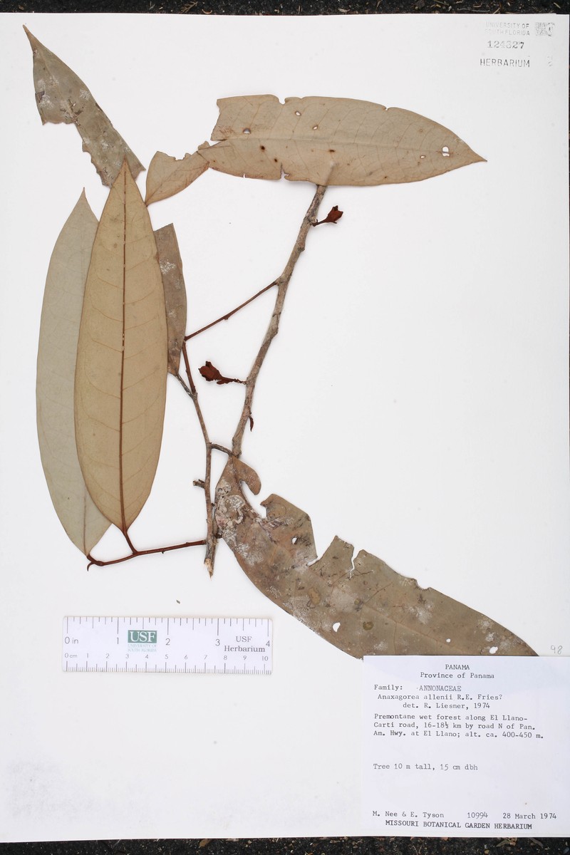 Anaxagorea allenii photo 3