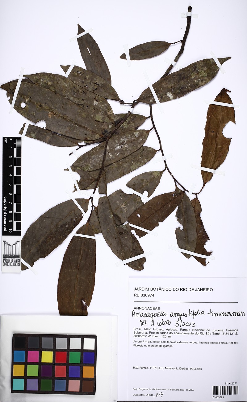 Anaxagorea angustifolia
