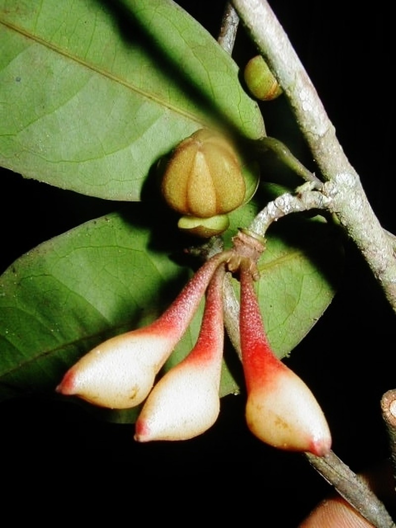 Anaxagorea brachycarpa